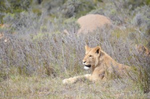 Lioness