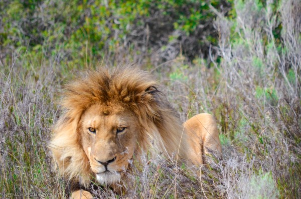 King of the Jungle by Creative Chronicles
