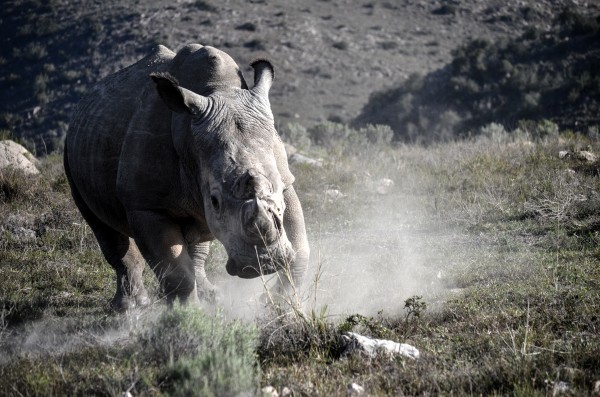 Rhino Print
