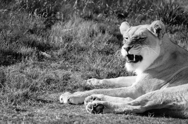 Roar Print
