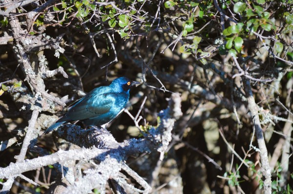 Blue Reflective Bird Print