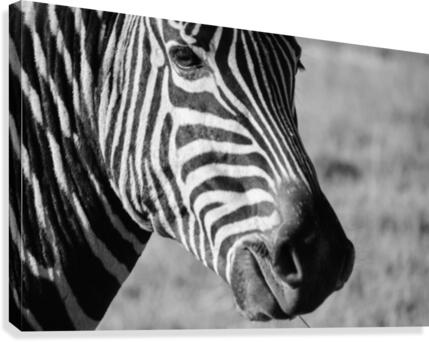 Zebra Stripes Canvas Print