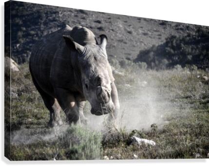 Rhino Canvas Print