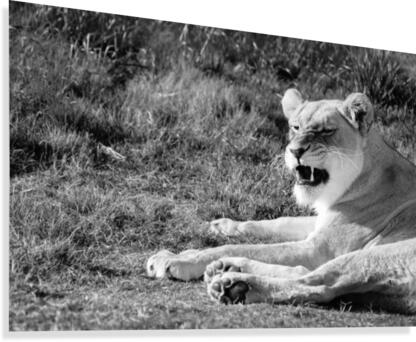 Roar Canvas Print