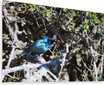 Blue Reflective Bird Canvas Print