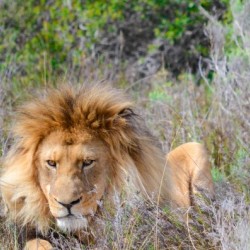 King of the Jungle