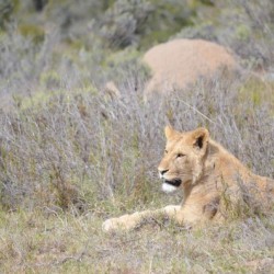 Lioness