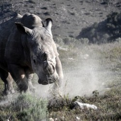 Rhino