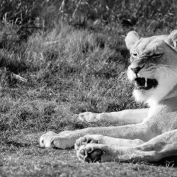 Roar