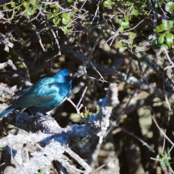 Blue Reflective Bird