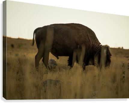 Buffalo Canvas Print