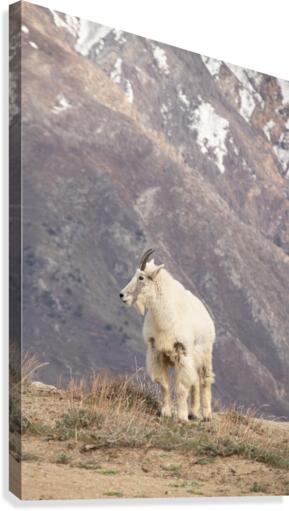 Goat Canvas Print