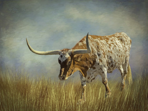 Texas Longhorn