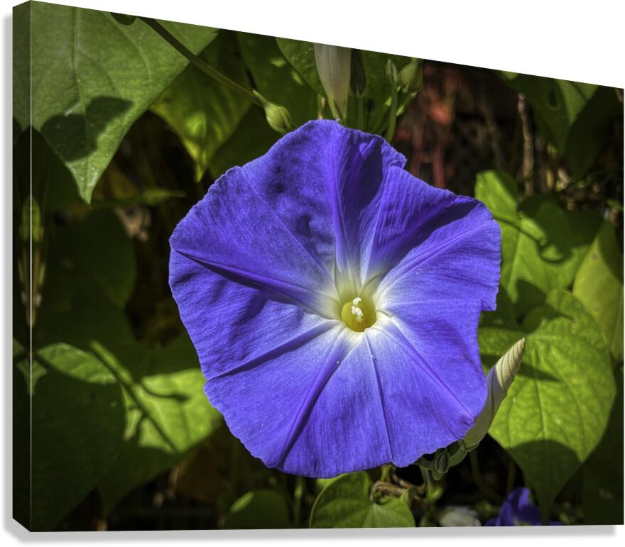 Morning Glory Canvas Print