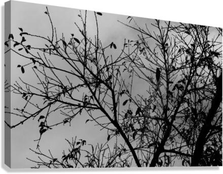 Tree In Winter Canvas Print