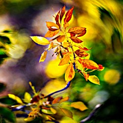 Celestial Bloom: Abstract Iridescent Floral Study