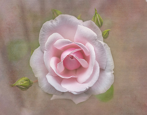 Antique Rose