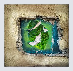 Wabi Sabi Hydrangea Leaf