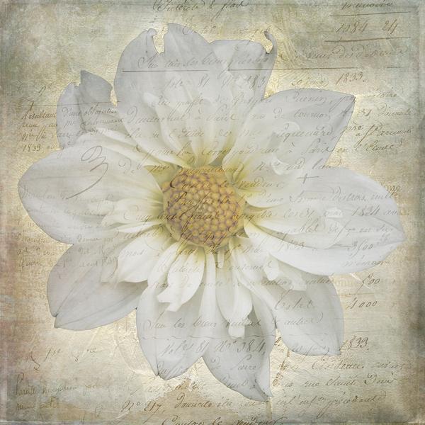 French Script White Dahlia Print