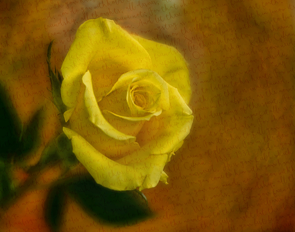 Yellow Rose Note Print