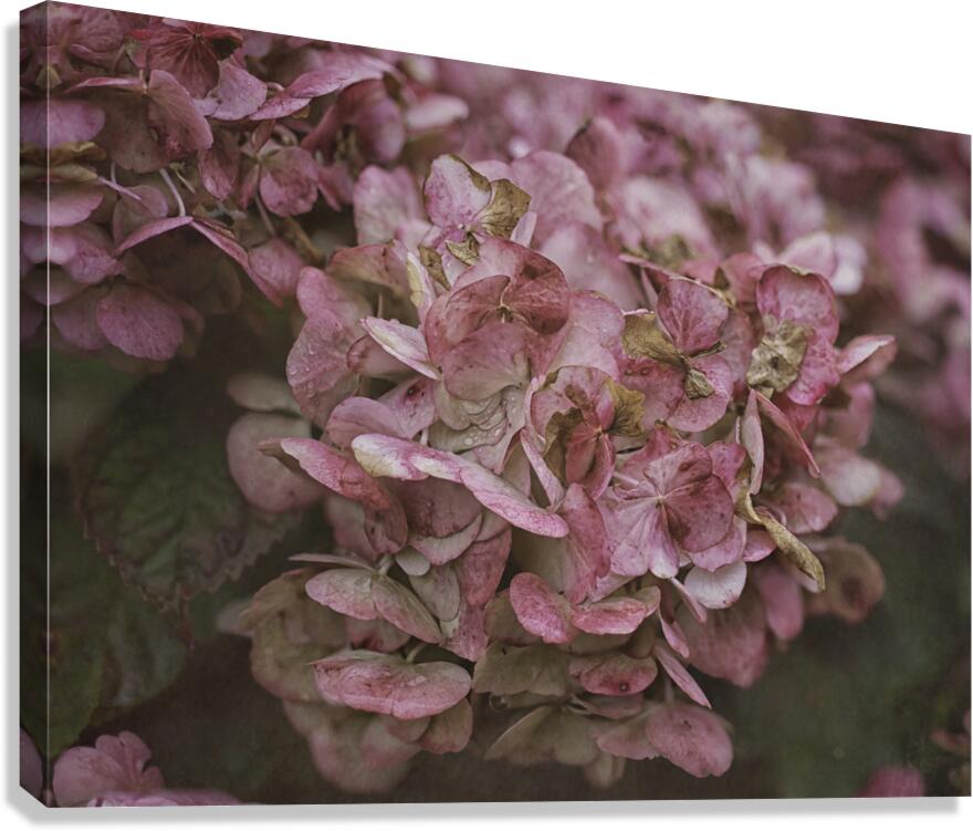 Pink Hydrangea Canvas Print