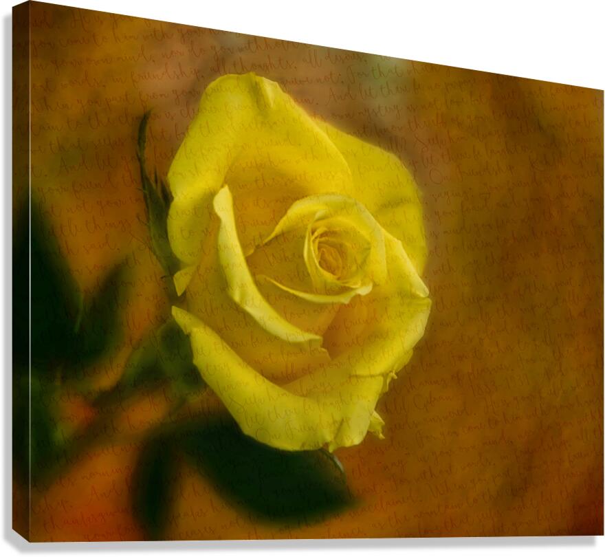 Yellow Rose Note Canvas Print
