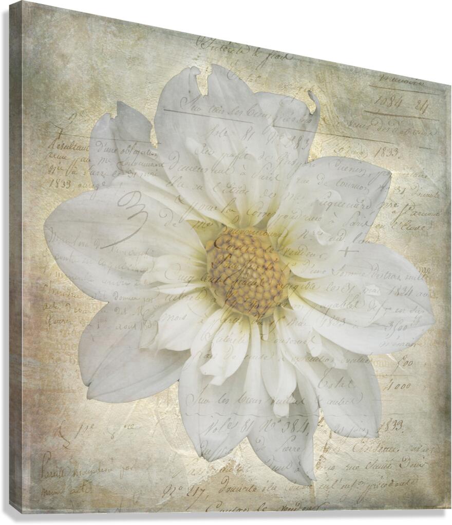 French Script White Dahlia Canvas Print