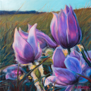 Crocus