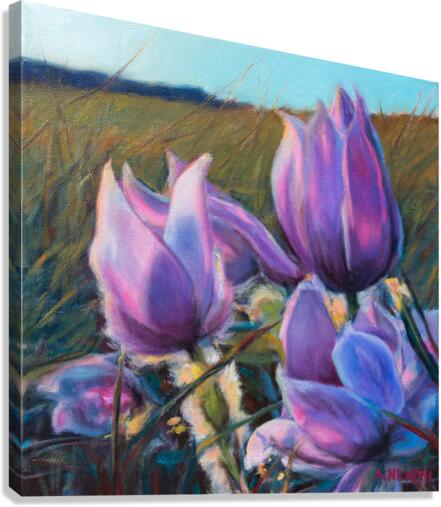 Crocus Canvas Print
