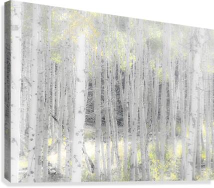 Fall Aspens Canvas Print
