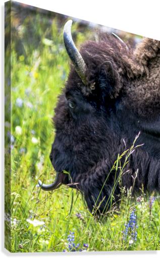 Buffalo Canvas Print