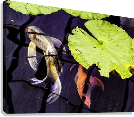 Koi  Canvas Print