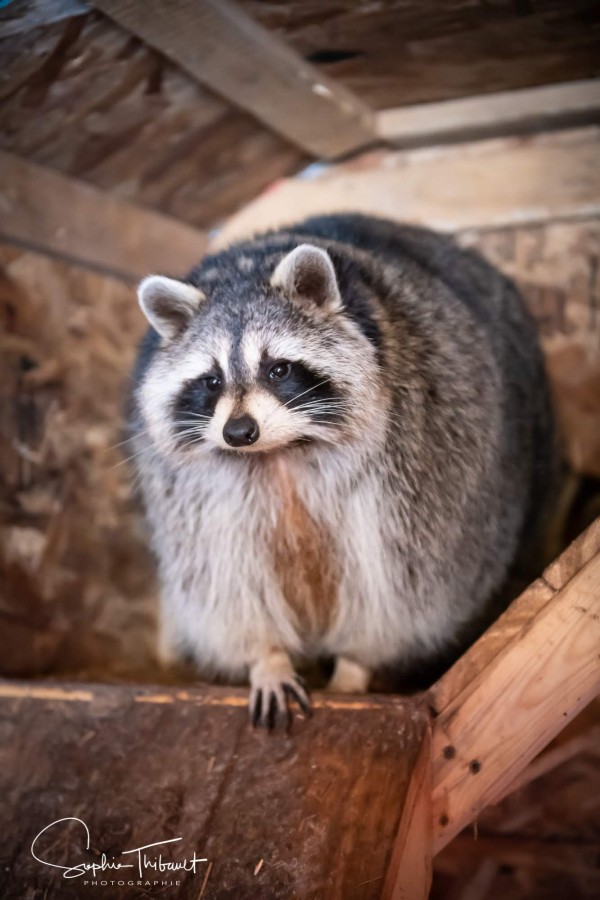 Raton ambassadeur Print