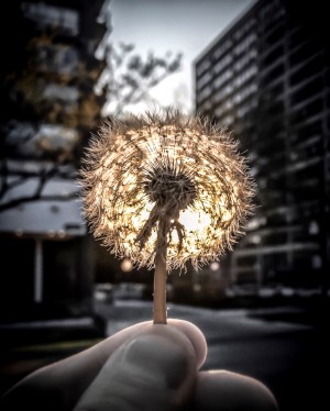 makeawish