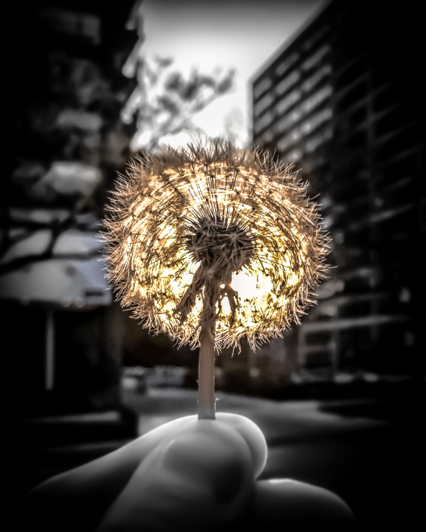 makeawishredux Print