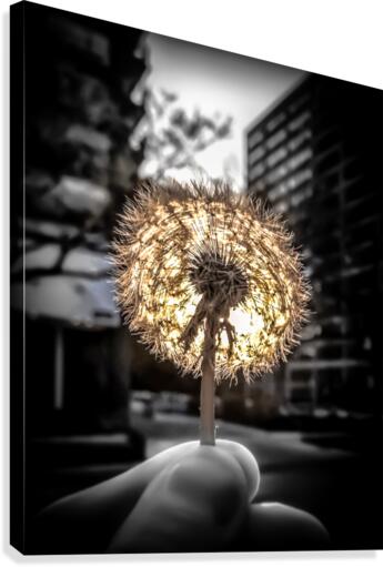 makeawishredux Canvas Print