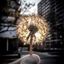 makeawish