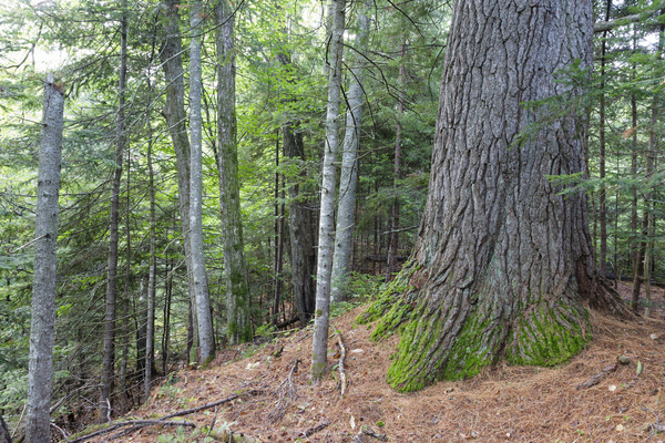 Eastern White Pine - White Mountains New Hampshire by ScenicNH Photography