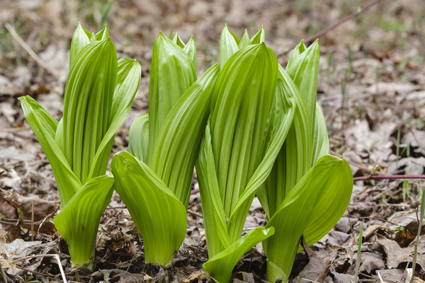 Indian Poke - Veratrum veride by ScenicNH Photography