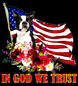 American Boston Terrier 