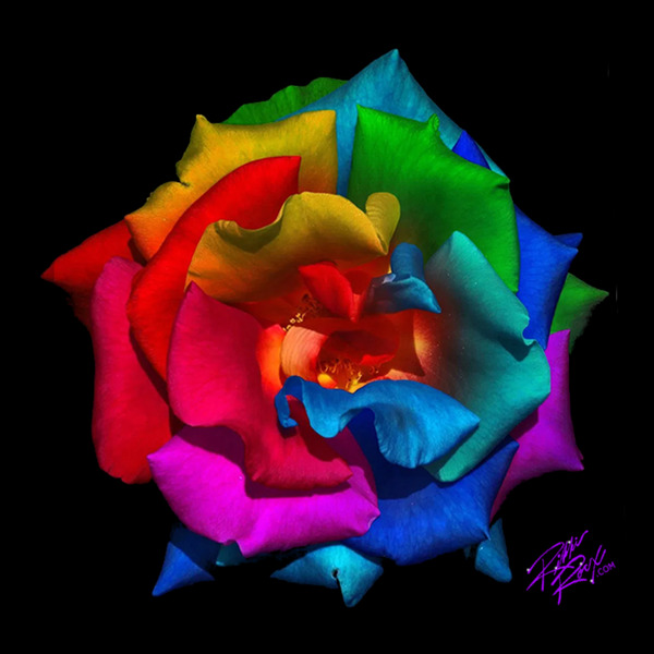 The Beautiful Colored Rose Print
