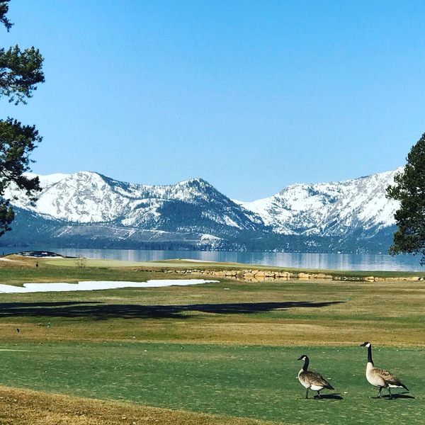Goosy Golfcourse by Constantine Giovanni