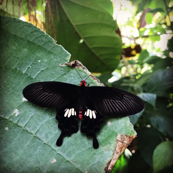 Stock Butterfly by Constantine Giovanni
