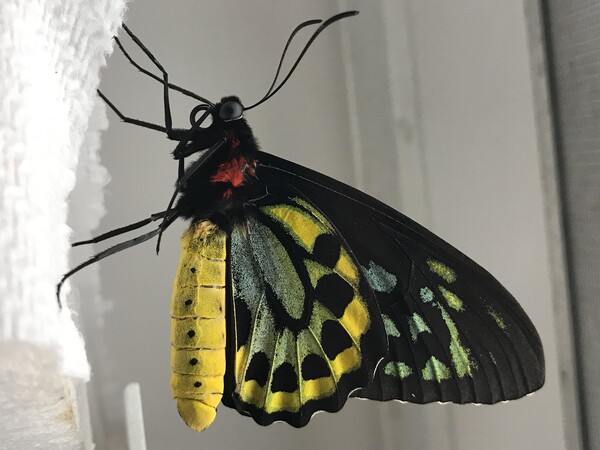 Stock Butterfly 2 by Constantine Giovanni