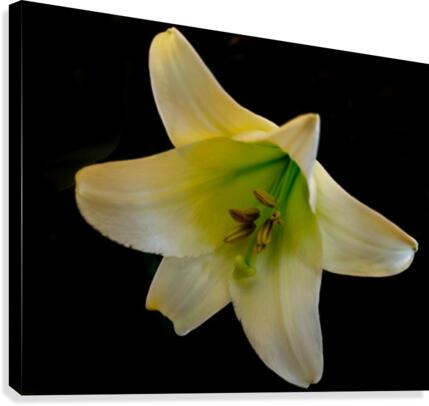 White Lily Canvas Print