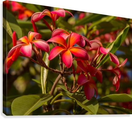 Dark red plumerias Canvas Print