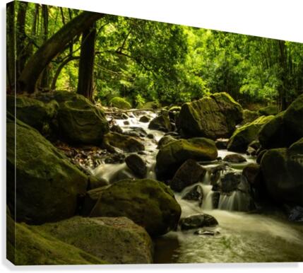 jungle river Canvas Print