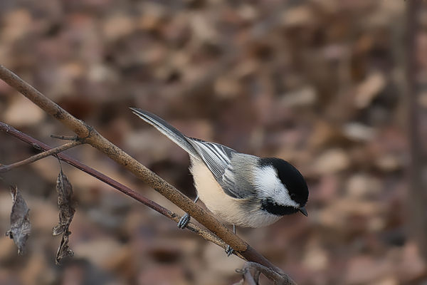 Black Capped Chickadee by A Flicker In Time Photography