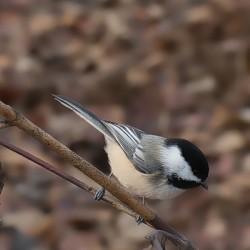 Black Capped Chickadee