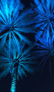 Electric Palm - Aqua Tall